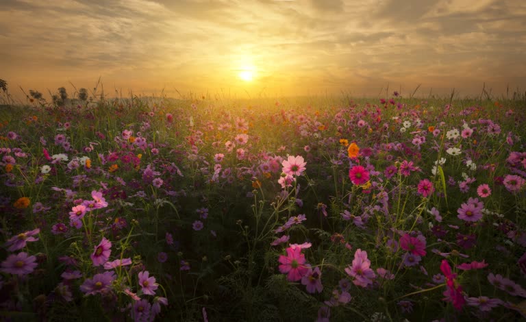 背景是一片夕阳西下的花田