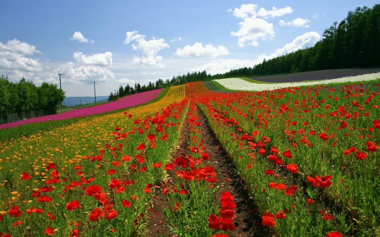 有一片开满红黄相间的花朵的田野,背景是树木