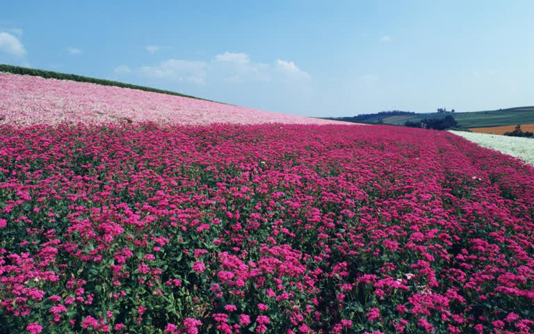 田野中间有一大片粉红色的花朵