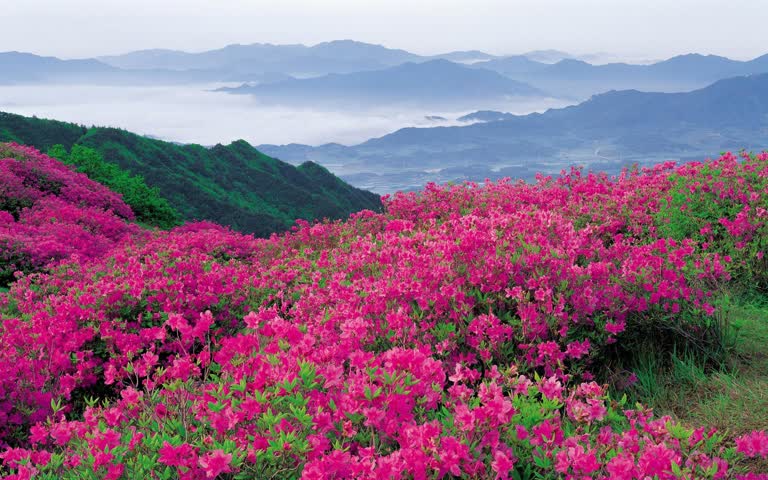 山边有一片粉红色的花田