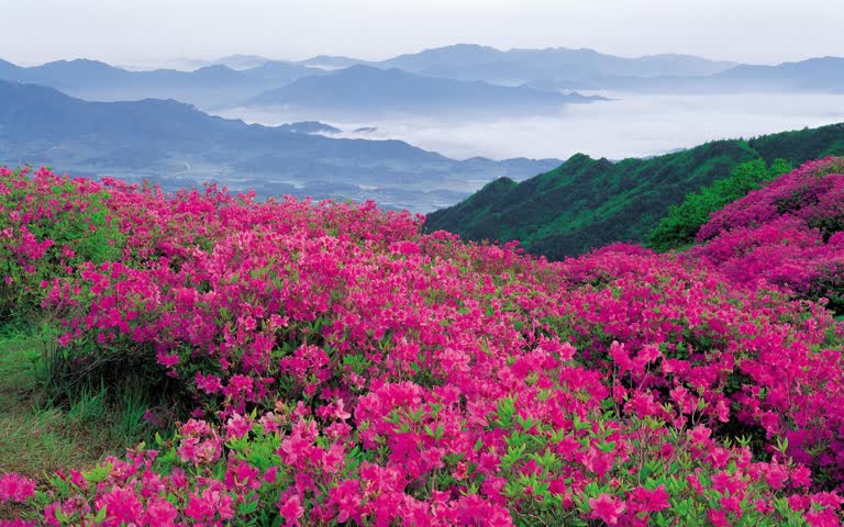 山边有一片粉红色的花田