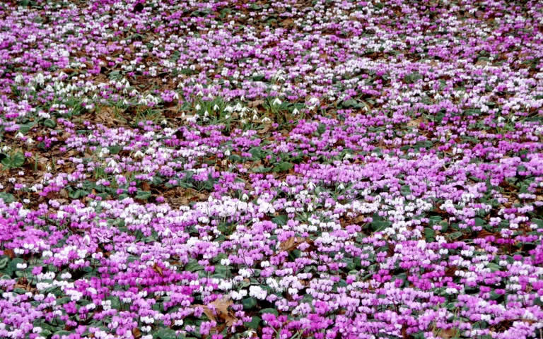 地上有一片紫色和白色的花朵