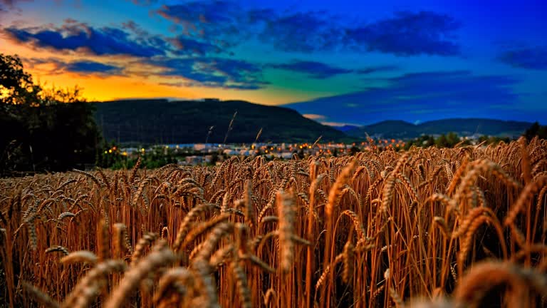 夕阳前有一片熟麦田