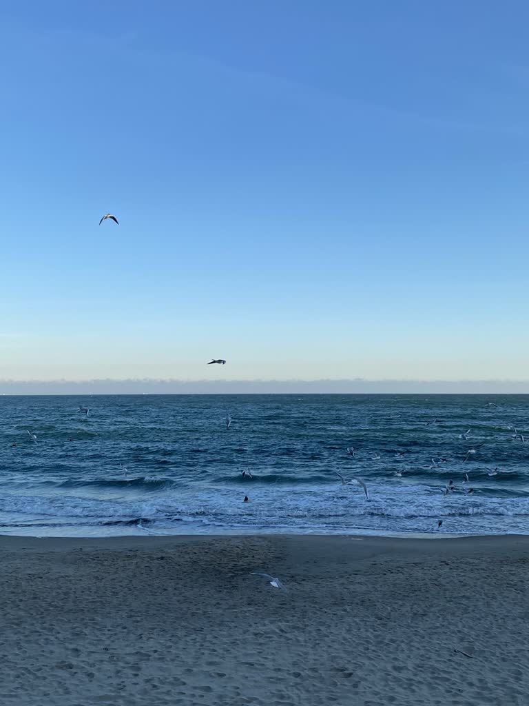 晴天飞过海面的海鸥群