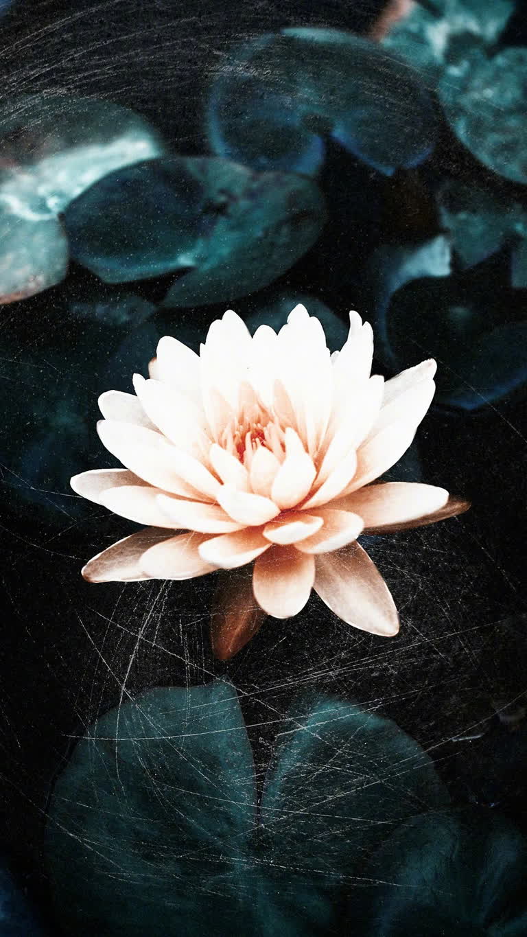 有一朵花漂浮在一碗水中