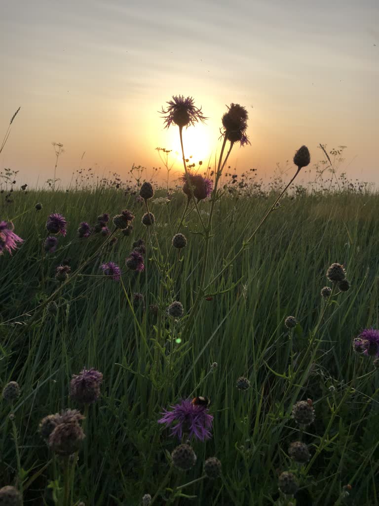 田野里的鲜花,背景是夕阳西下
