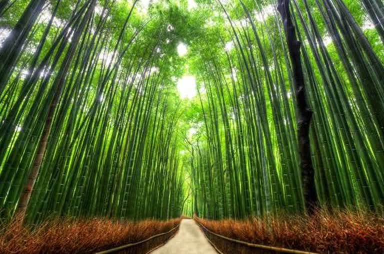 森林中间的竹林小路