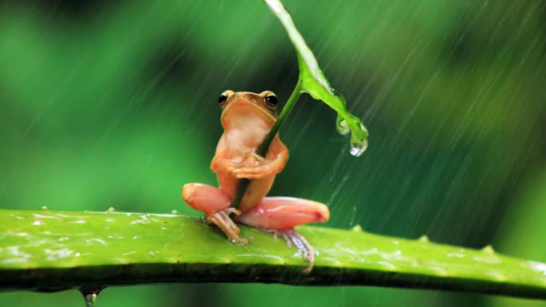有一只青蛙在雨中坐在树叶上