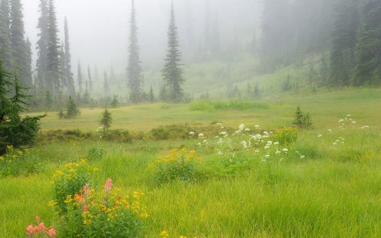 雾天野花和松树的草地