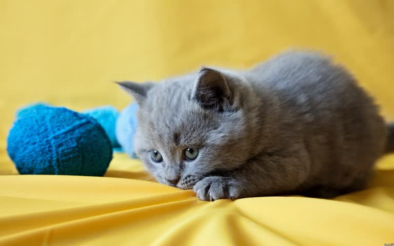 有一只灰色的小猫在黄色的床单上玩着一个蓝色的球