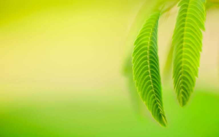 树枝上挂着两片绿叶