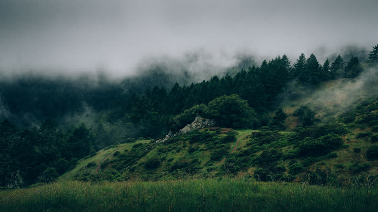 有一匹马,在雾中站在一座小山上