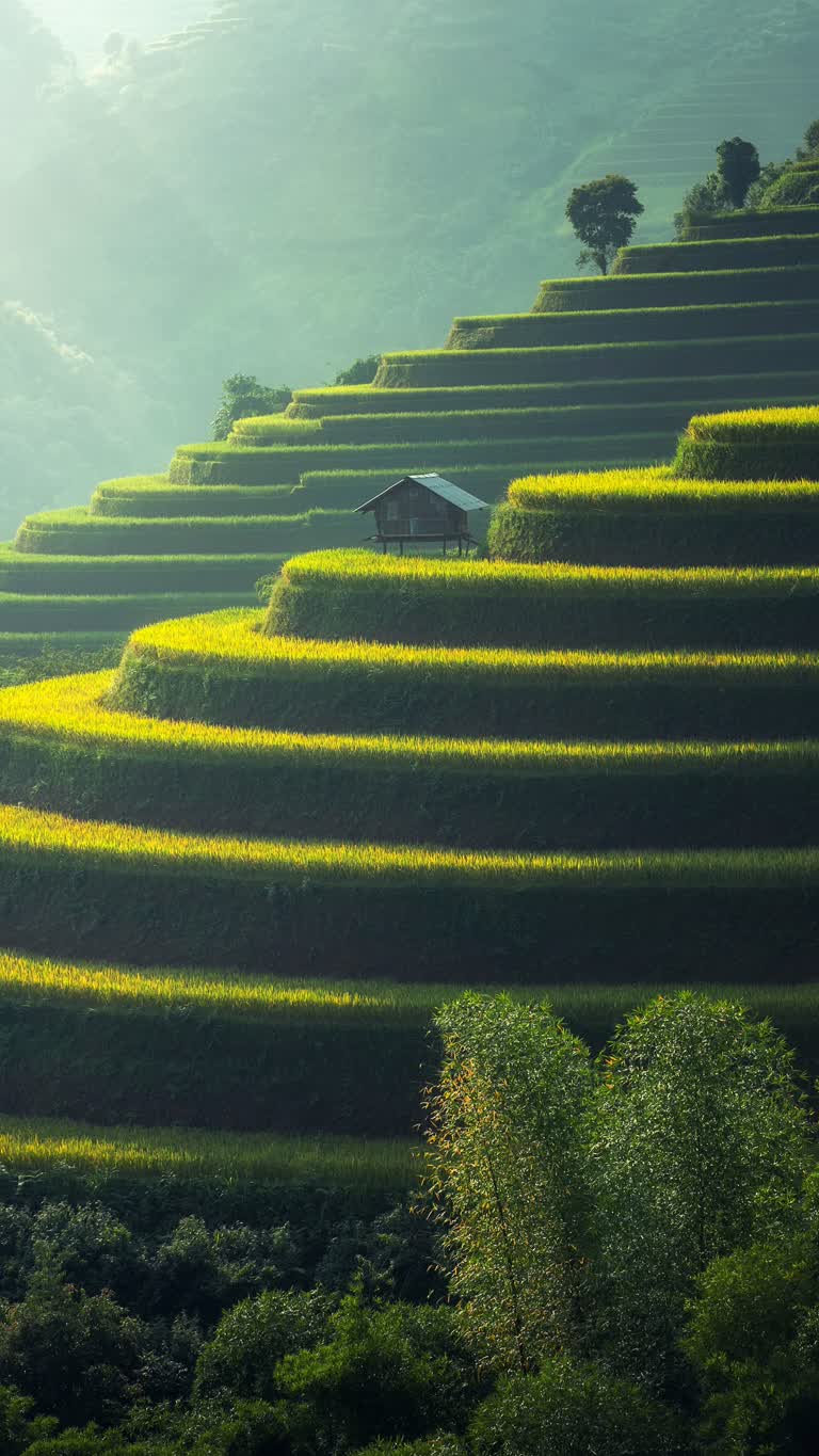 有一匹马站在山坡上