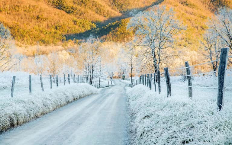 有一匹马在雪地里走在路上