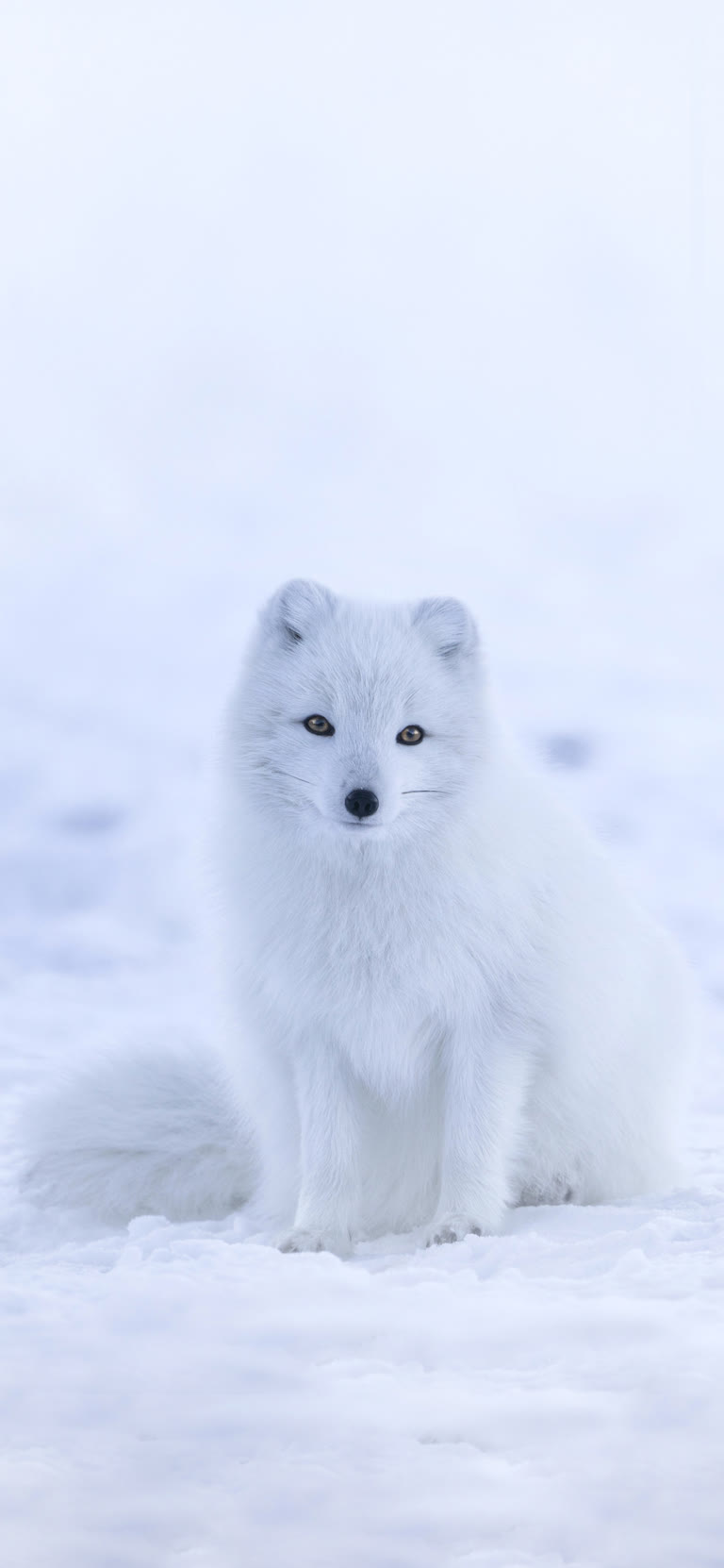 这是一只北极狐坐在雪地里的图像