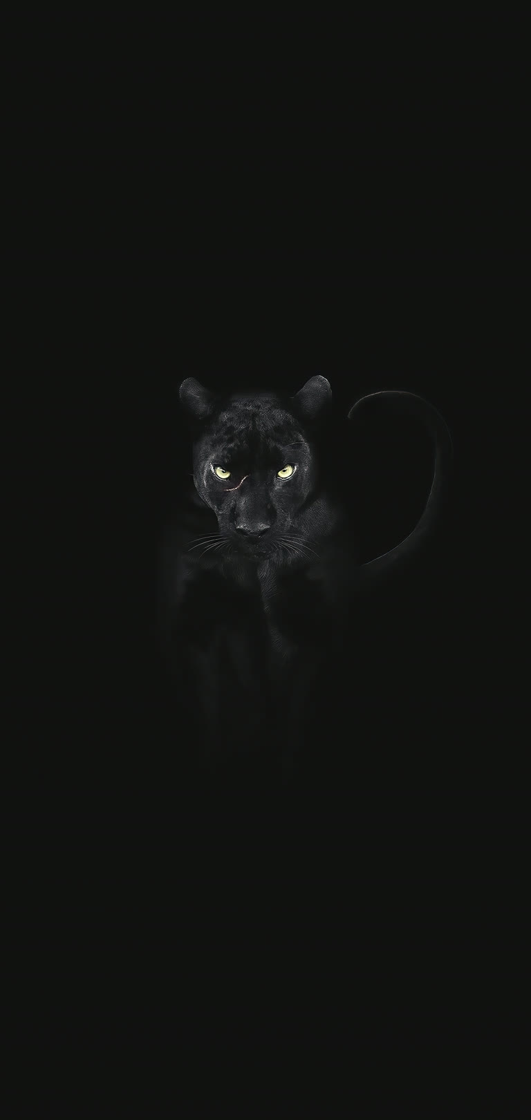这是一只黑猫在黑暗中的图像