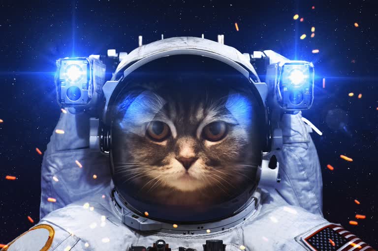 这是一张穿着宇航员宇航服的猫的图像