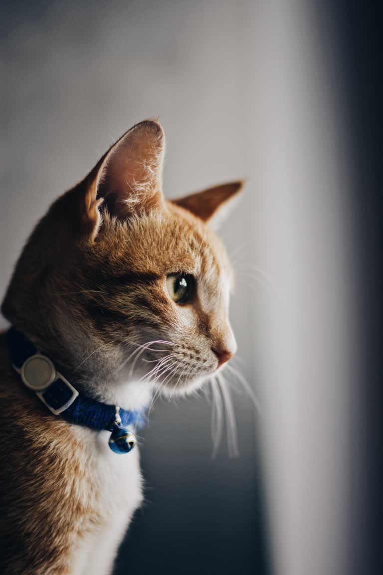 这是一只戴着项圈的猫向远方望去的图像