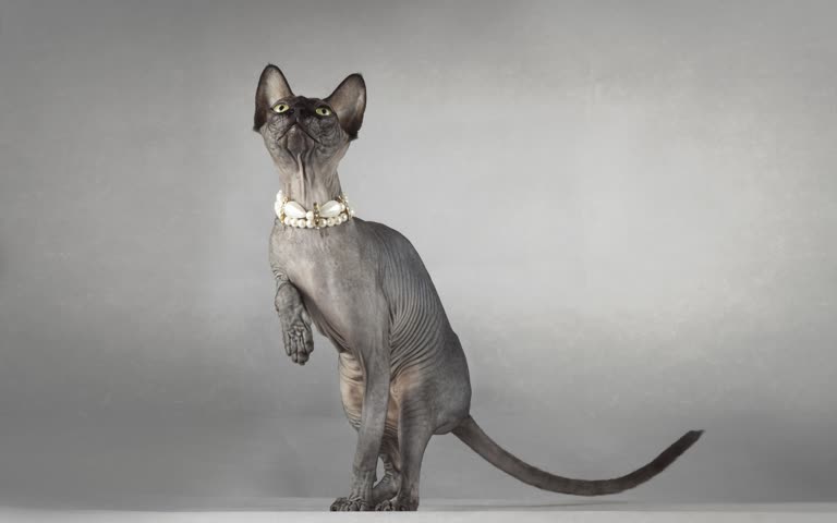 这是一只猫用后腿站立的图像