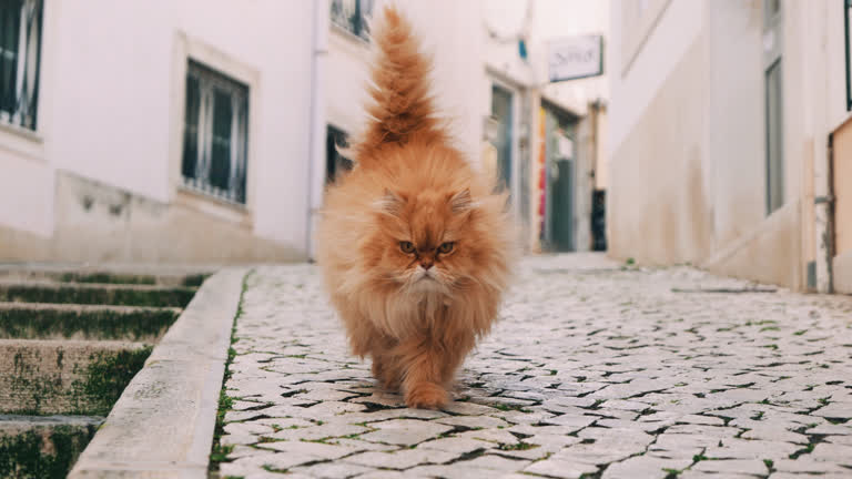 这是一只猫走在鹅卵石街道上的图像