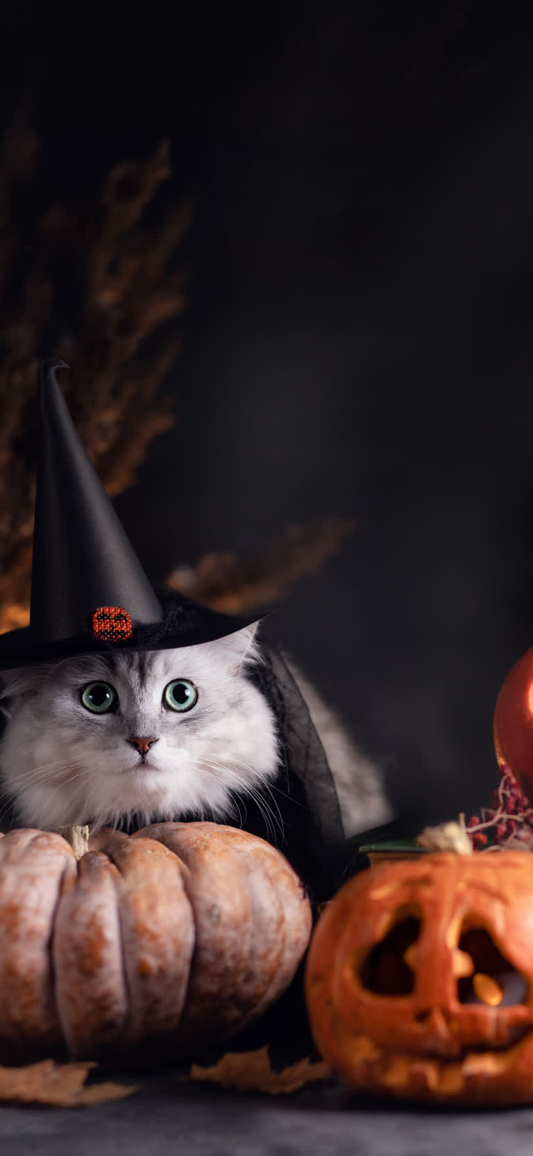 这是一只戴着女巫帽的猫被南瓜包围的图像