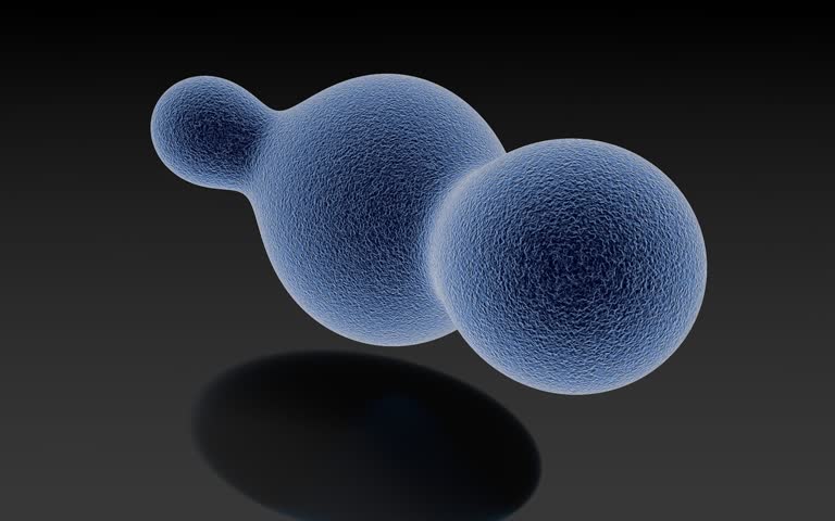 有一个细胞和一个球的3d图像