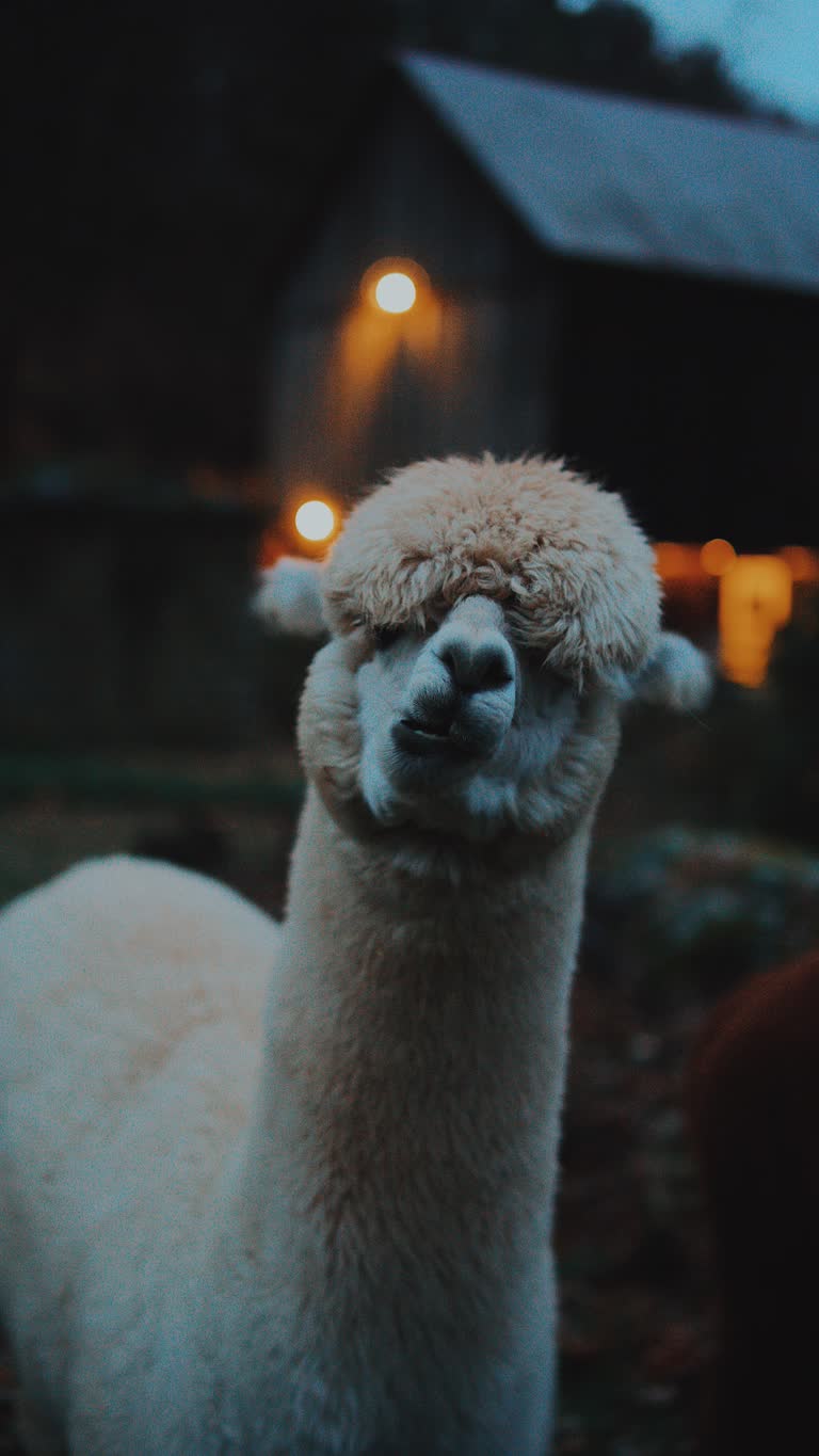 这是羊驼的特写图像