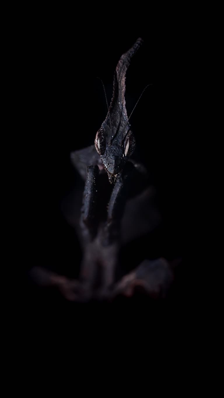 这是蝙蝠在黑暗中的特写图像