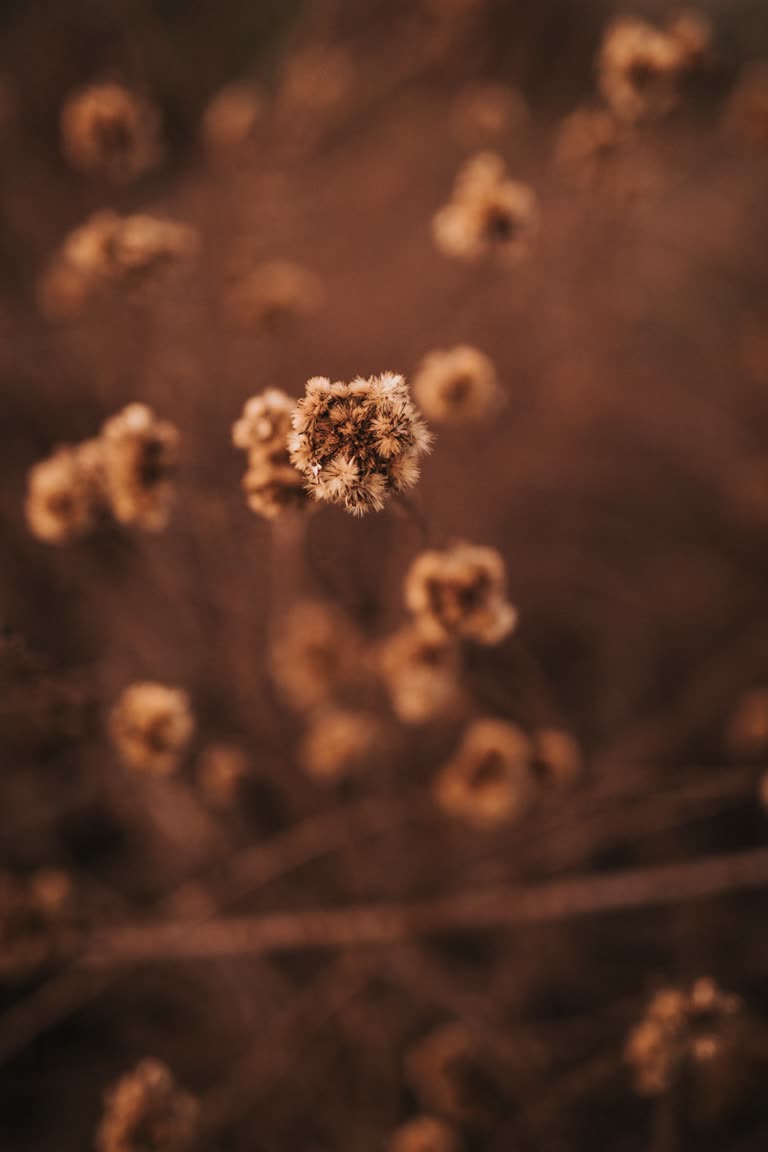 这是一张植物特写图片的图像