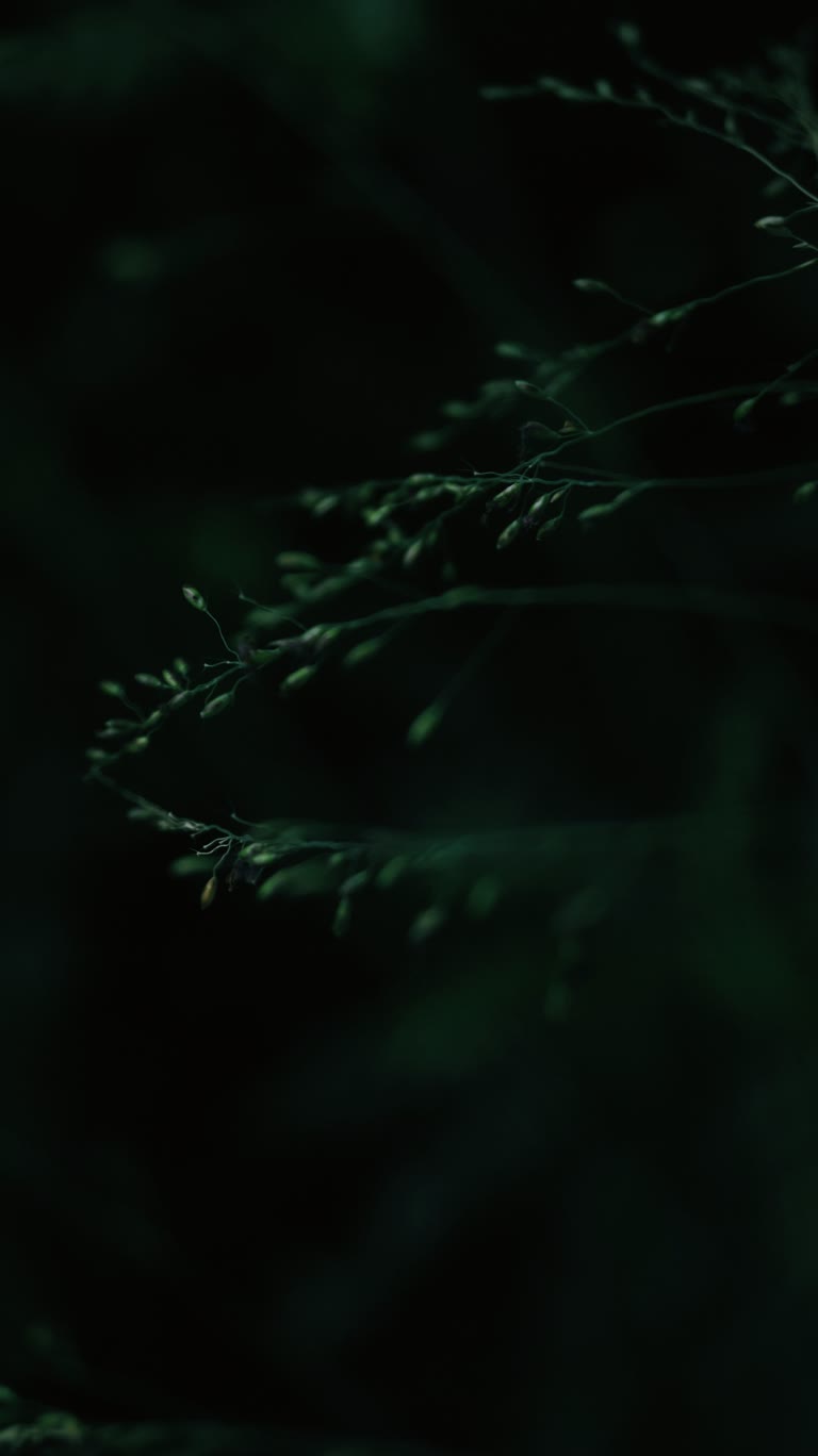 这是黑暗中植物的特写图像