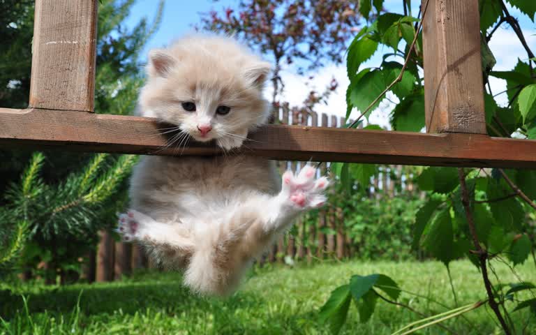 这是一只小猫爬上木栅栏的图像