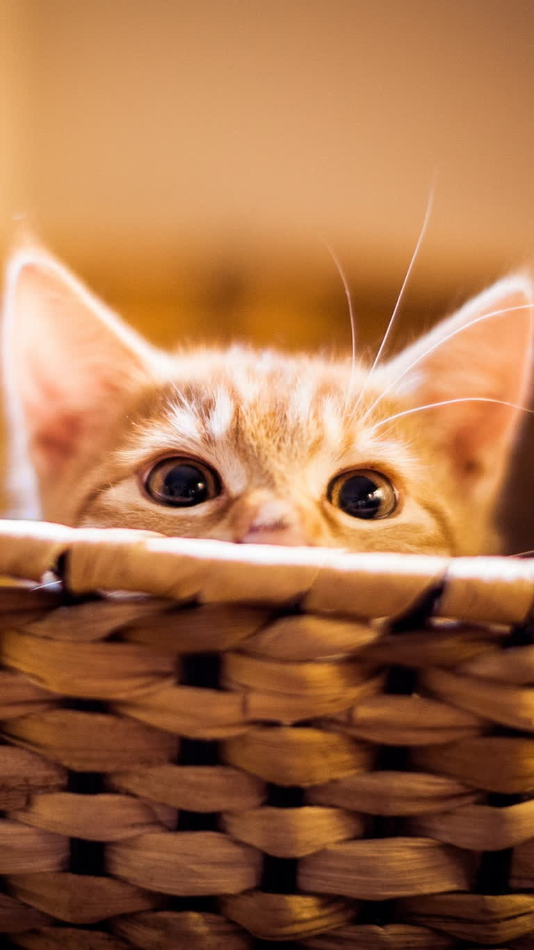 这是一只小猫从篮子里探出头来的图片