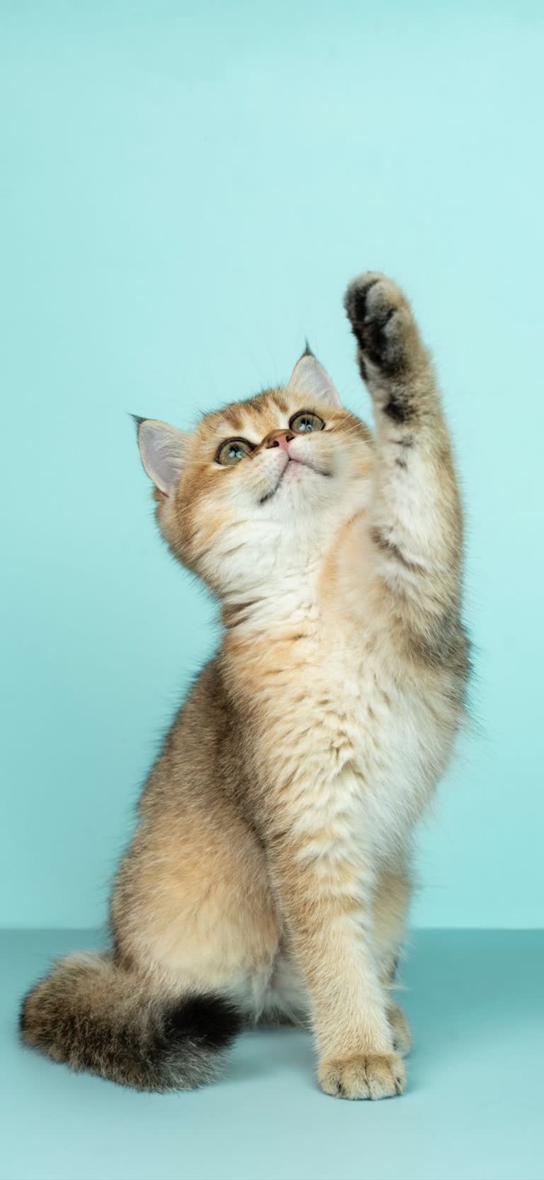 这是一只小猫伸手接球的图像