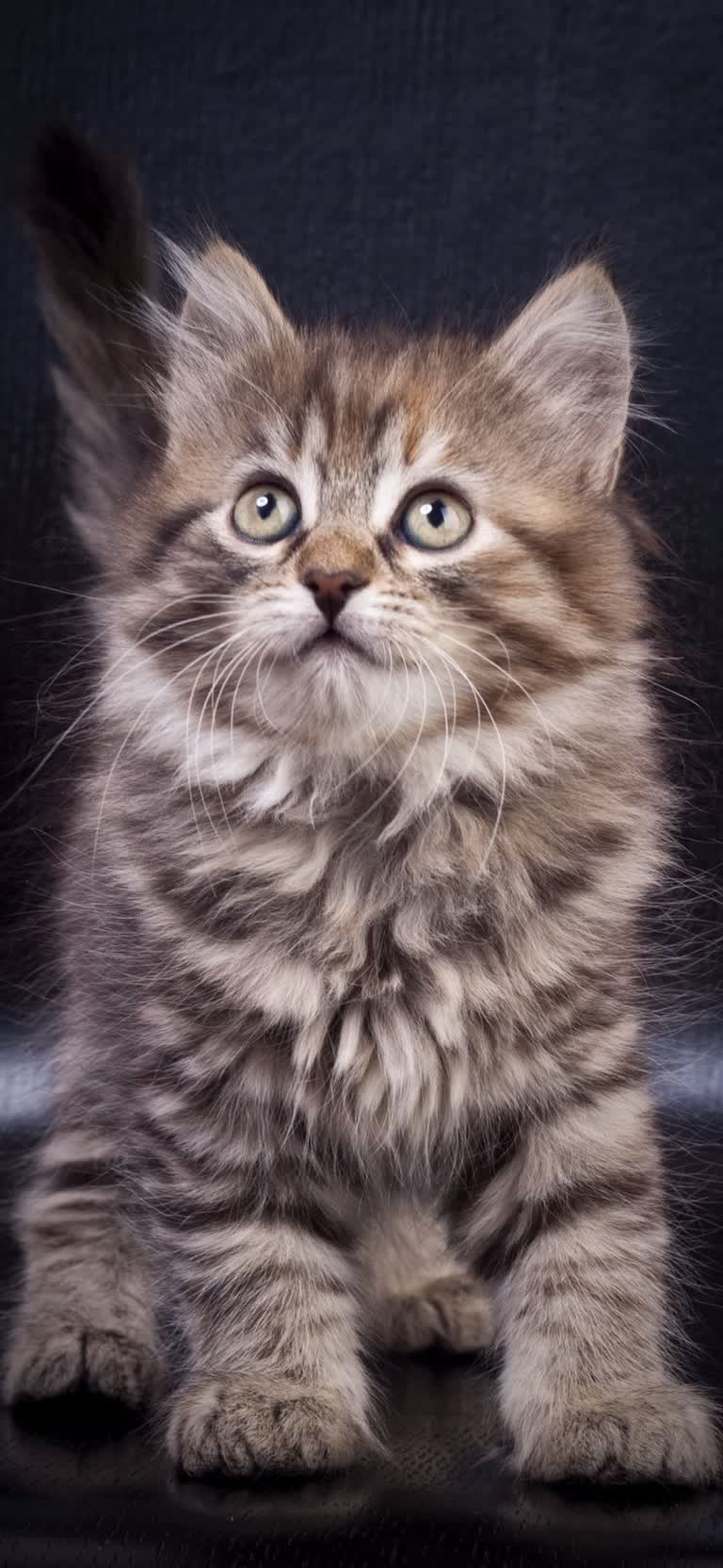 这是一只小猫坐在黑色表面上的图像