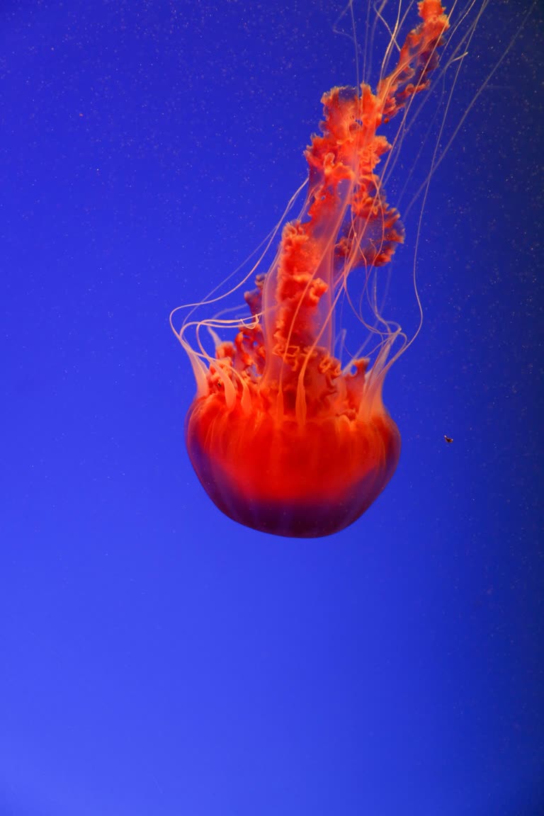 有一种水母漂浮在水中