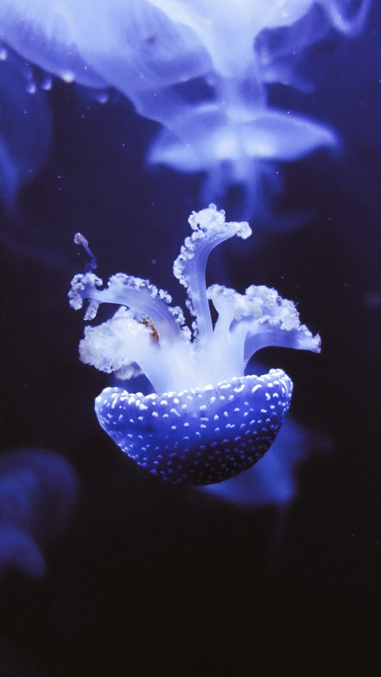 有一种水母漂浮在水中