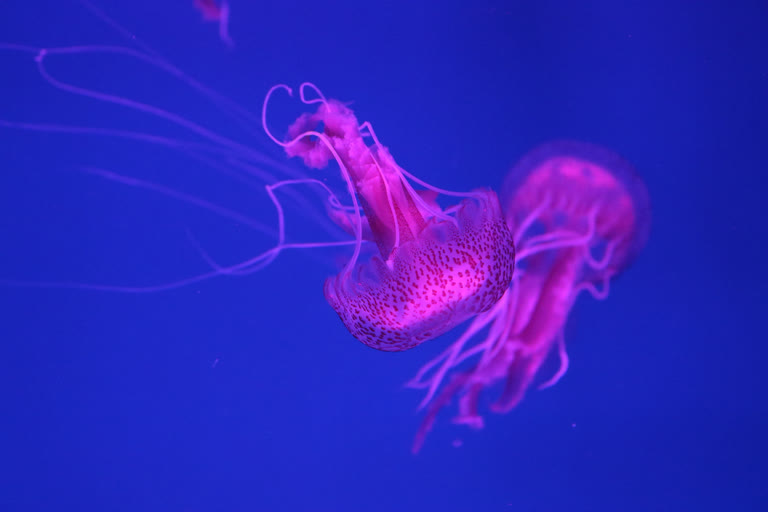 有一种水母漂浮在水中