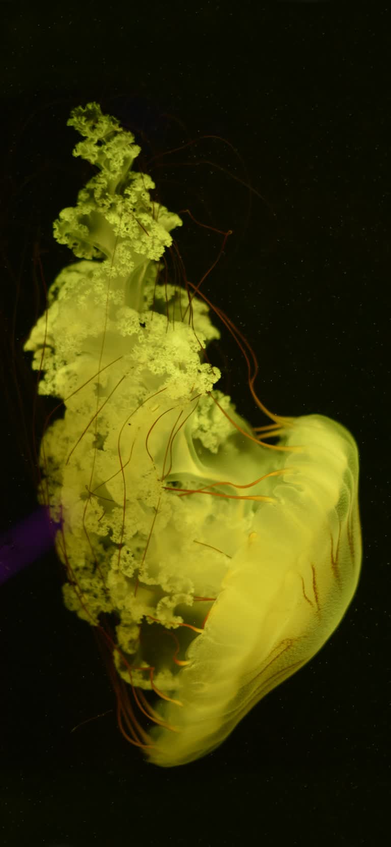有一种水母漂浮在水中