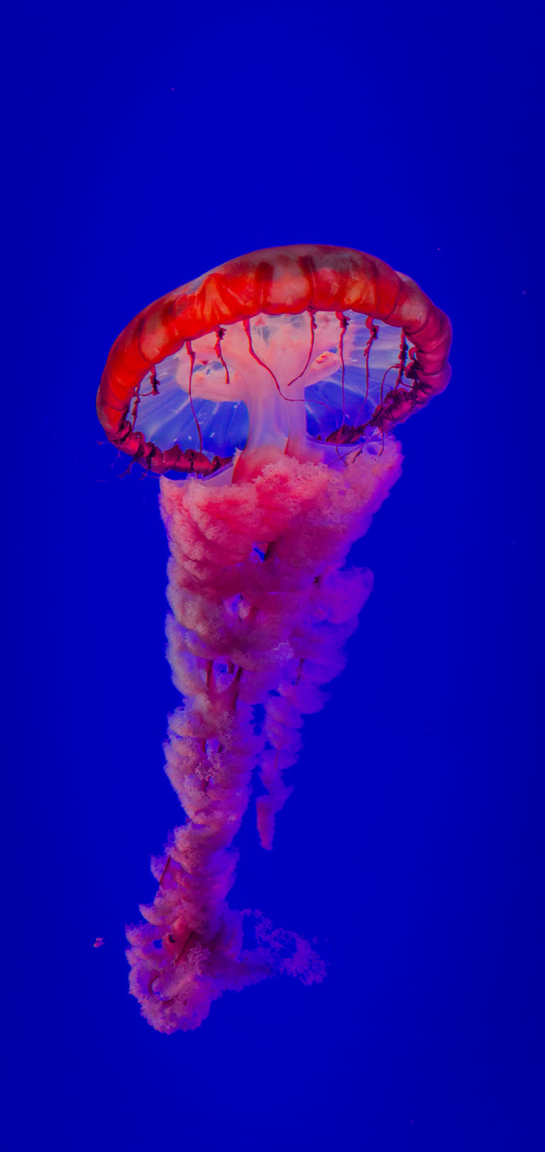 有一种水母漂浮在水中