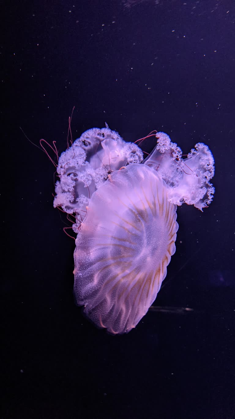 有一种水母漂浮在水中