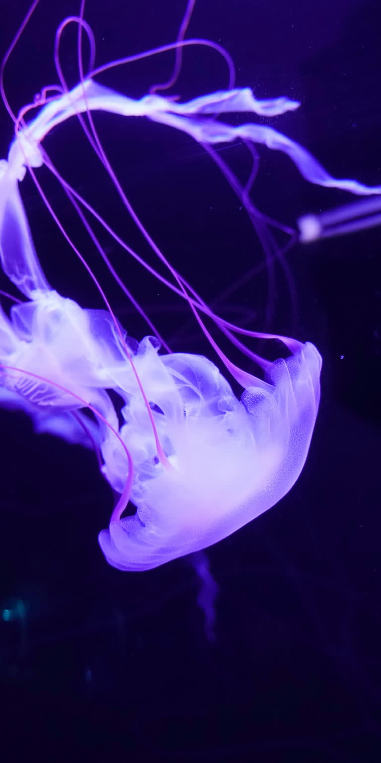 这是一只水母在紫光的水族箱里游泳
