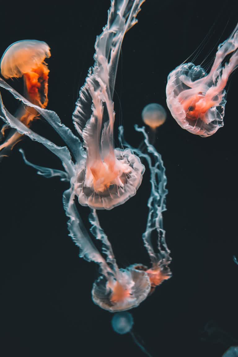 黑暗中还有水母一起漂浮在水中