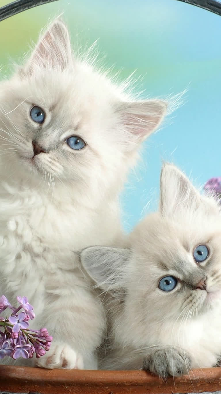 有两只小猫一起坐在一个篮子里