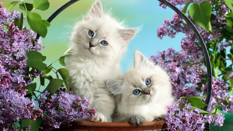 有两只小猫坐在花盆里