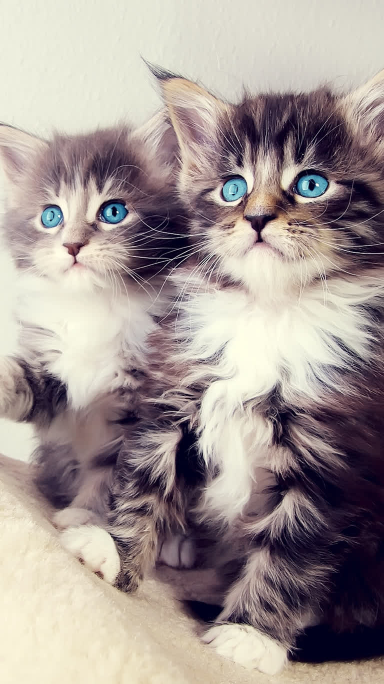 有两只小猫坐在一起