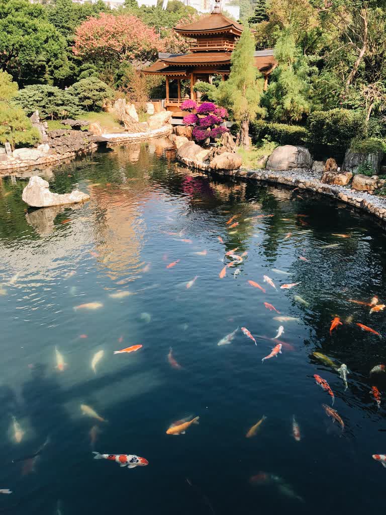 日本庭园的池塘里有很多锦鲤游动