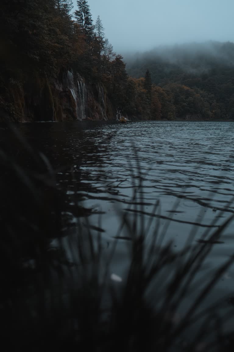 背景是一大片树木的水域