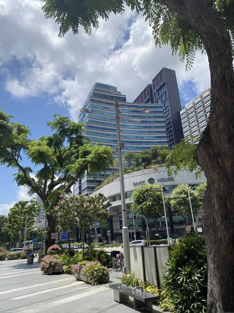 城市街道中间有一棵大树