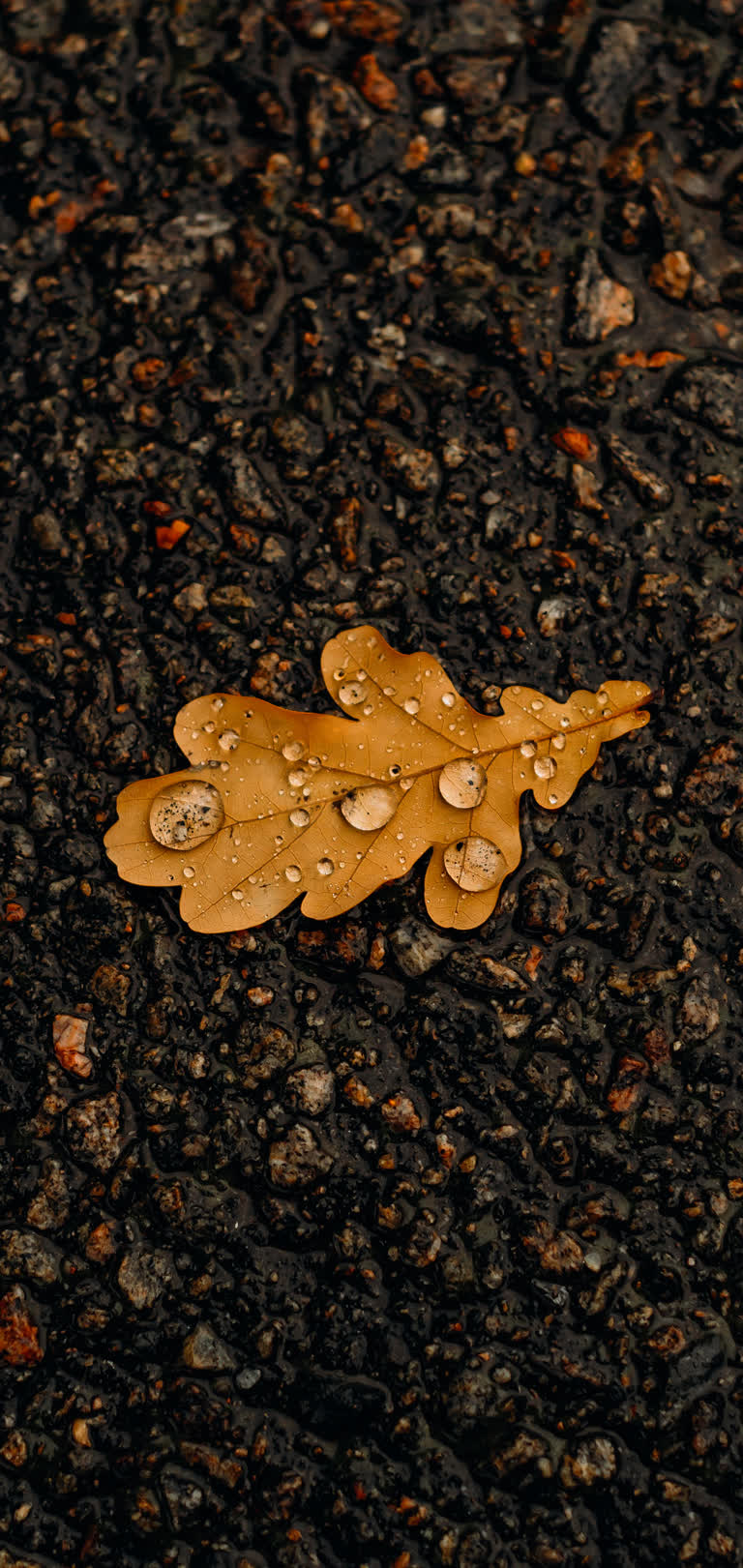 地上有一片叶子,上面有水珠