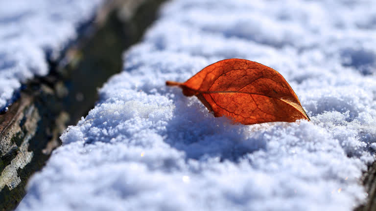 地上有一片树叶躺在雪地里